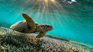Sea turtle enjoying the ocean
