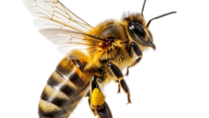 Image of a Bee - National News