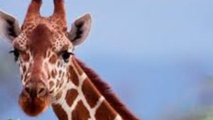 Image of Giraffe - National News