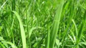 Grass plants - National News