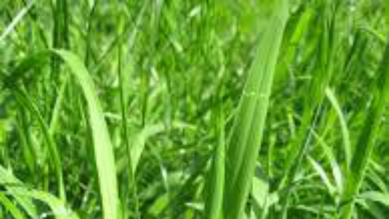 Grass plants - National News
