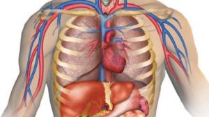 Diagram showing human internal structure - National News