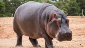 Image of a hippopotamus - National News