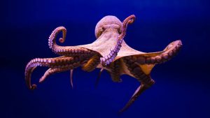 Octopus - National News