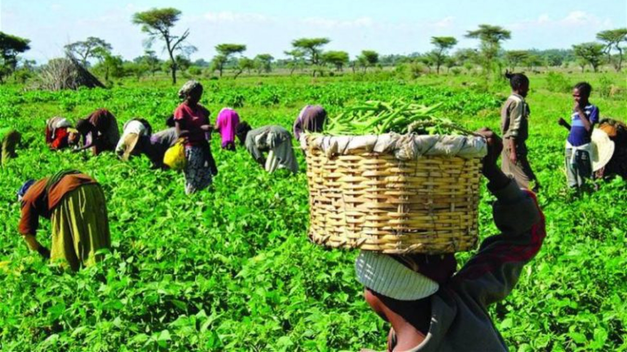 Farmers - National News