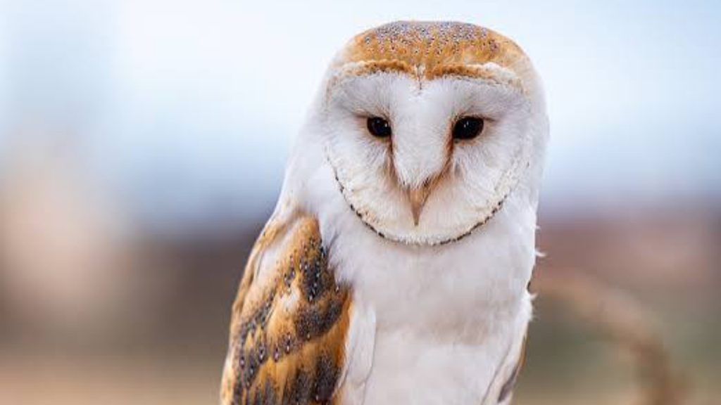 Image of an Owl - National News