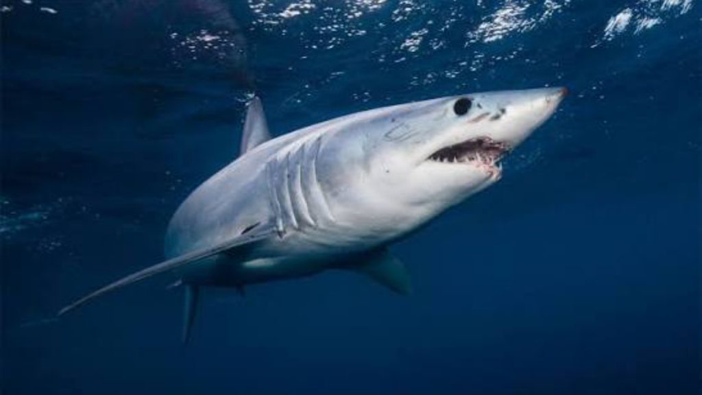 Image of Shark - National News