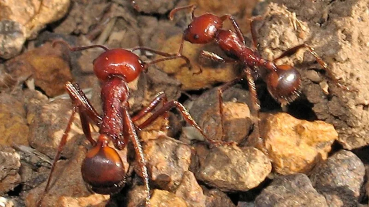 Giant African harvester ants - National News