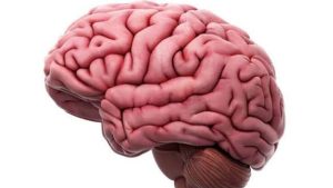 Image of the brain - National News