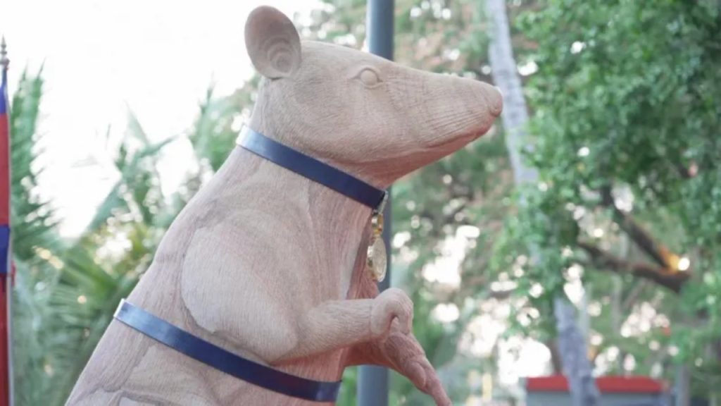 Statue of landmine-detecting hero rat Magawa wearing medal in Siem Reap Cambodia - National News