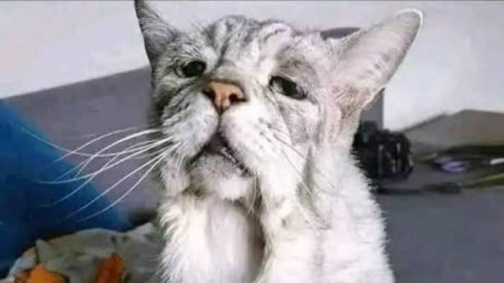 Elderly domestic cat representing Creme Puff, the world’s oldest recorded cat - National News