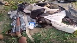 Exhibit found after the elephant invasion - National News