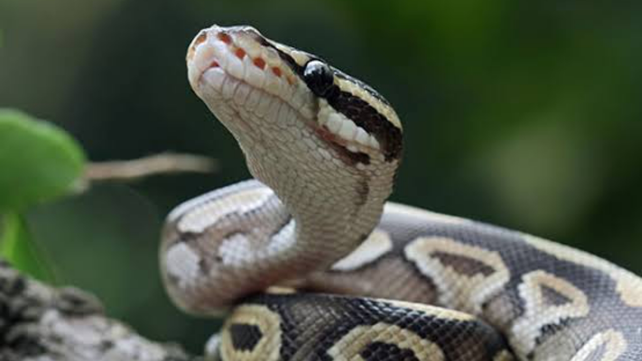 Python - National News