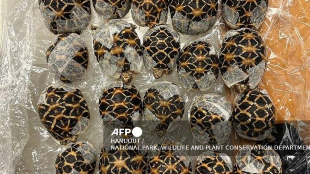 This handout photo taken and released on April 29, 2026 by Thailand's Department of National Parks, Wildlife and Plant Conservation (DNP) shows Indian star tortoises confiscated from a women attempting to travel with them at Suvarnabhumi International Airport in Bangkok. A teenager has been arrested at a Bangkok airport for allegedly smuggling 30 protected tortoises valued at about $9,000 that were taped under her clothing, wildlife officials said - National News