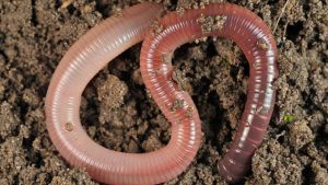 Earthworm - National News