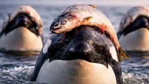 Image of Orcas wearing other animals as hats - National News