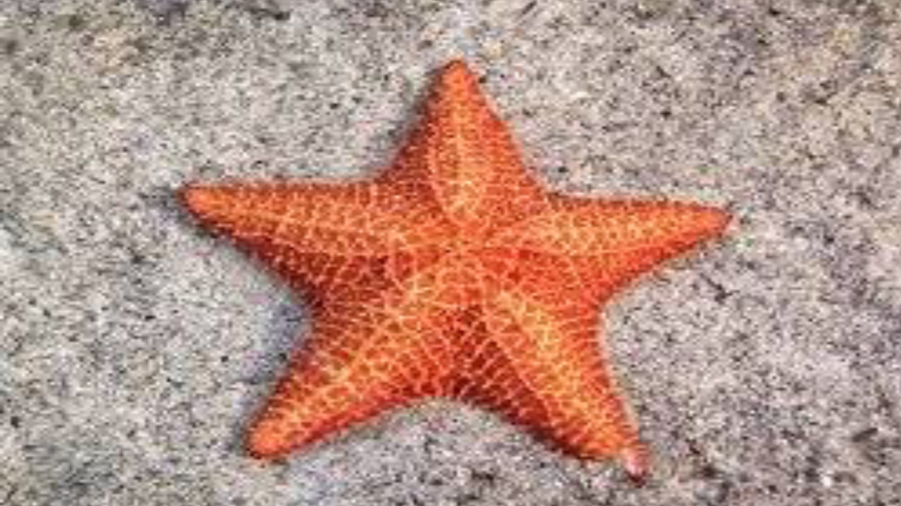 Starfish - National News