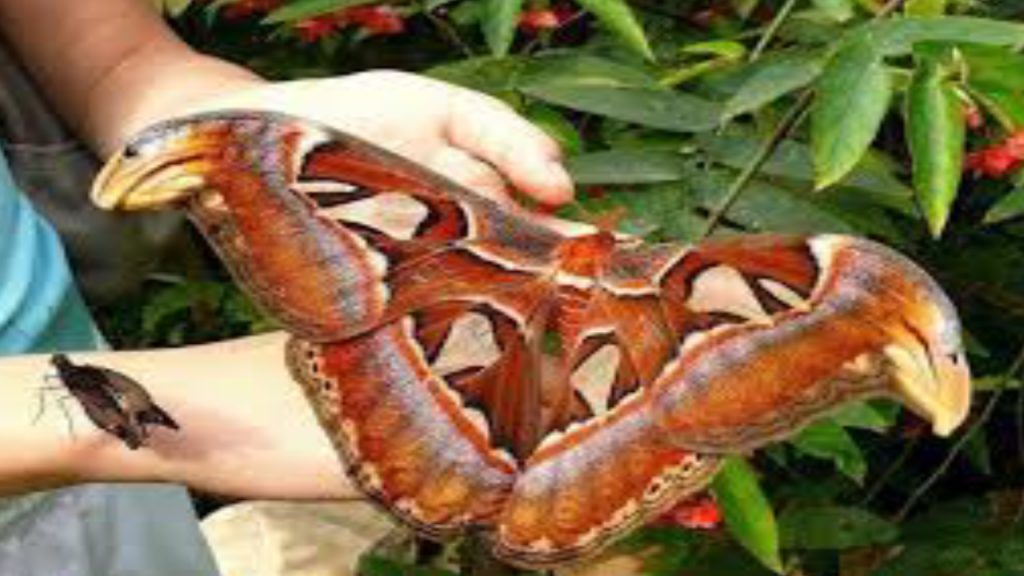 Butterfly - National News