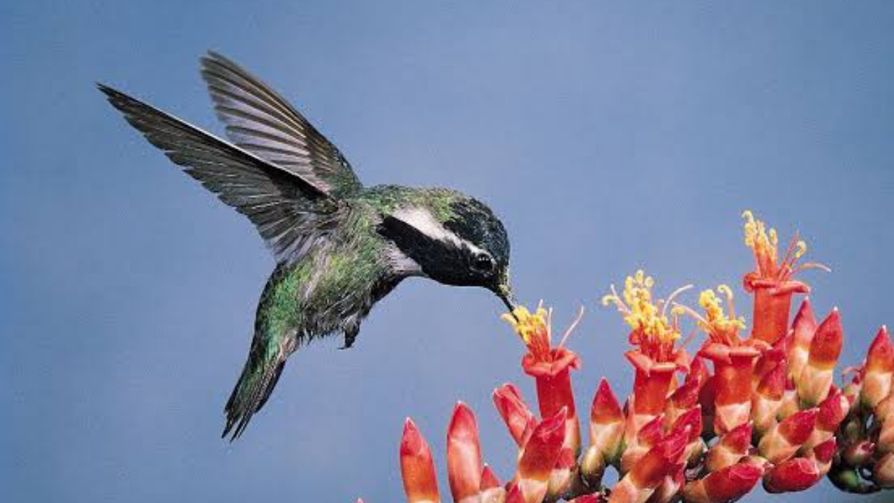 Hummingbird - National News