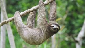 Image of a sloth - National News