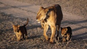 Lioness and her cubs - National News