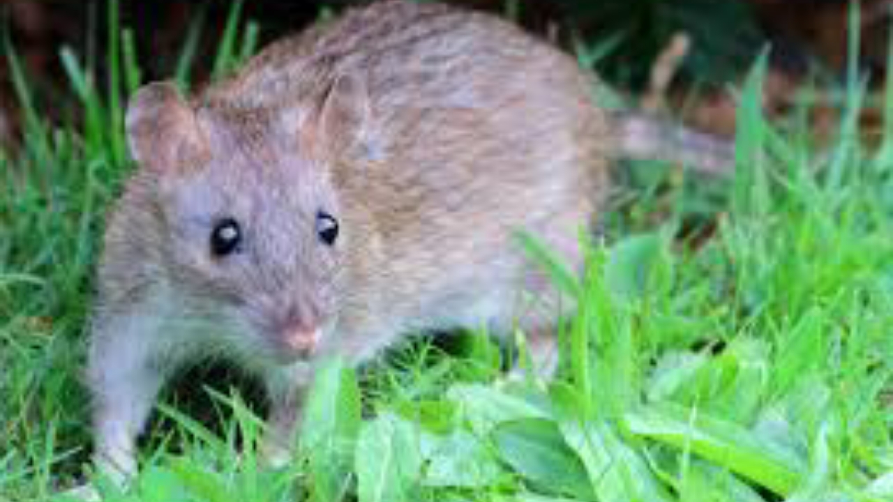 Rat - National News
