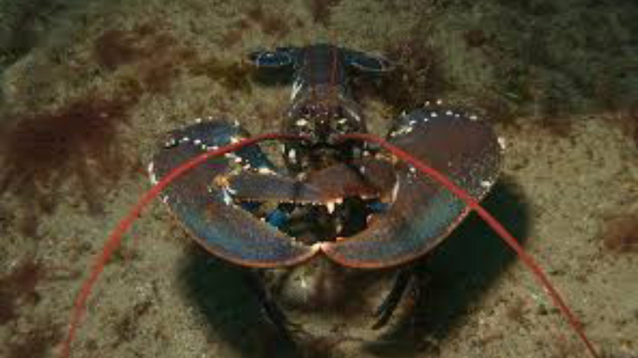 Lobster - National News