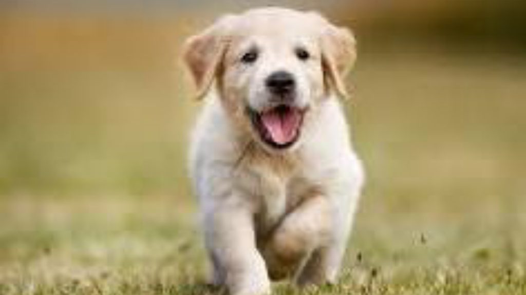 Puppy - National News
