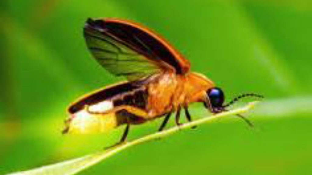 Firefly - National News
