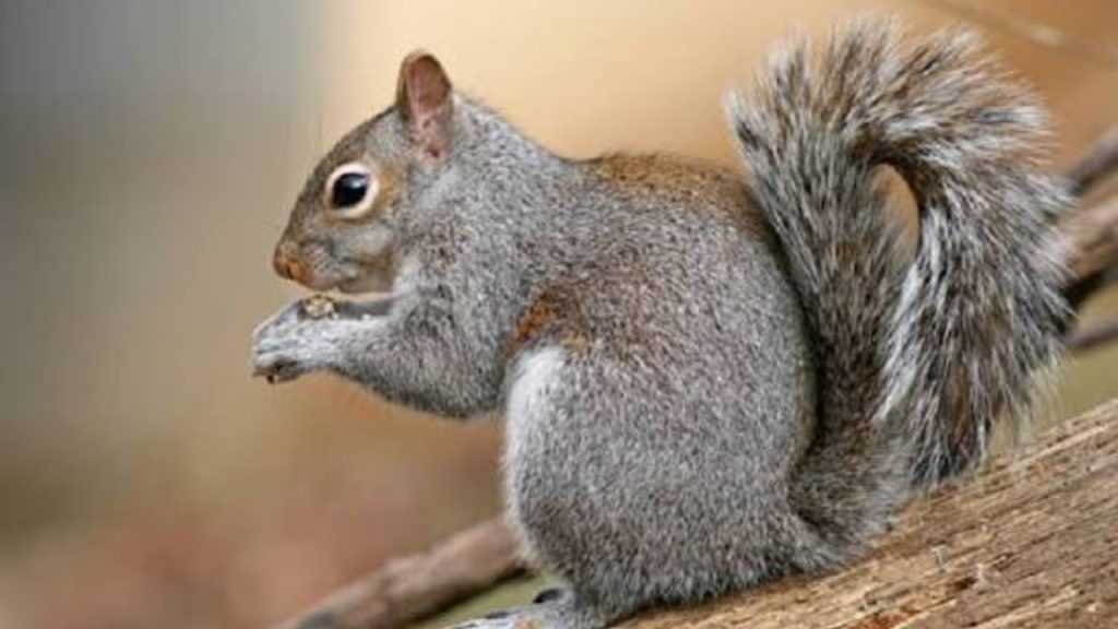 A Squirrel - National News