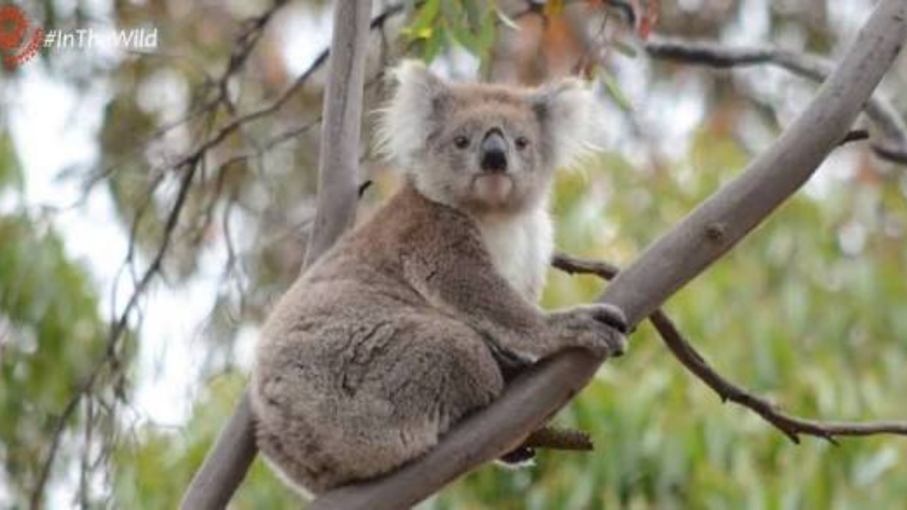 A healthy female koala sitting calmly on a eucalyptus branch in its natural Australian habitat - National News