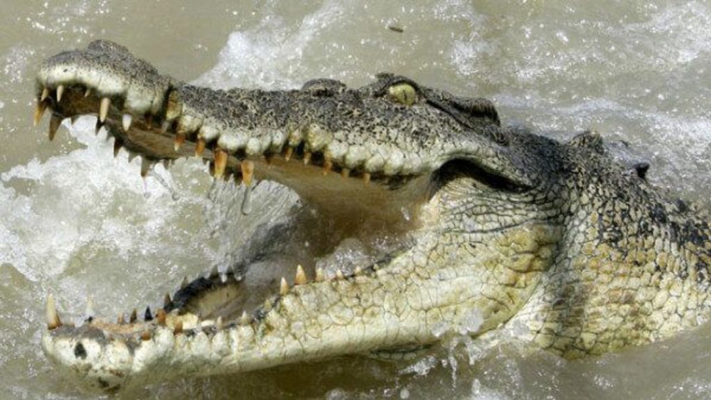 A crocodile - National News