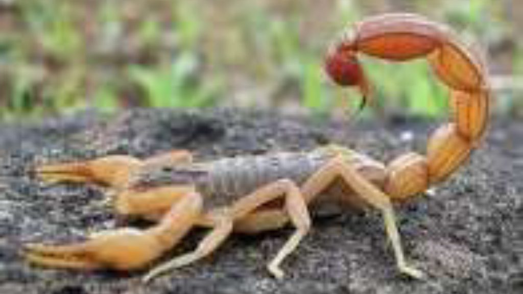 Scorpion - National News