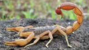 Scorpion - National News