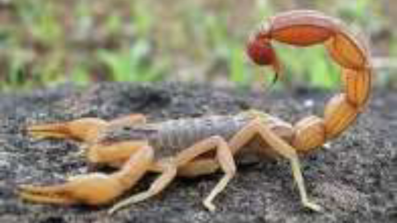Scorpion - National News