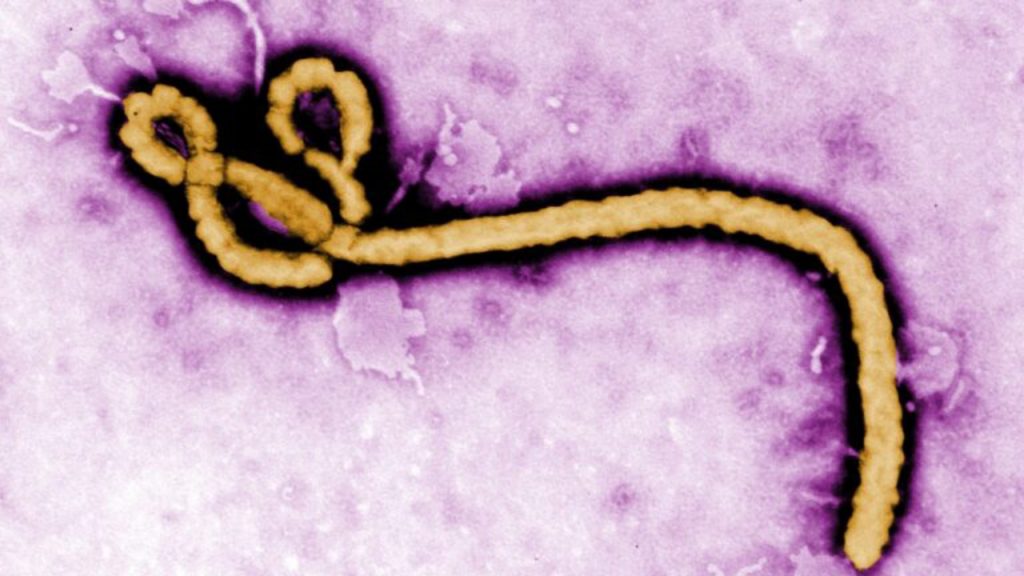 Ebola Virus - National News