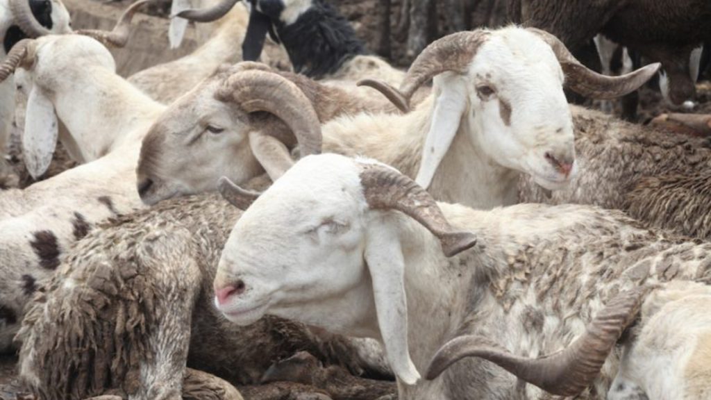 Cows and rams on sales, as Muslims prepare for the celebration of Eid-El-Kabir, at the Kara cattle market, Isheri, Ogun State… on Thursday - National News