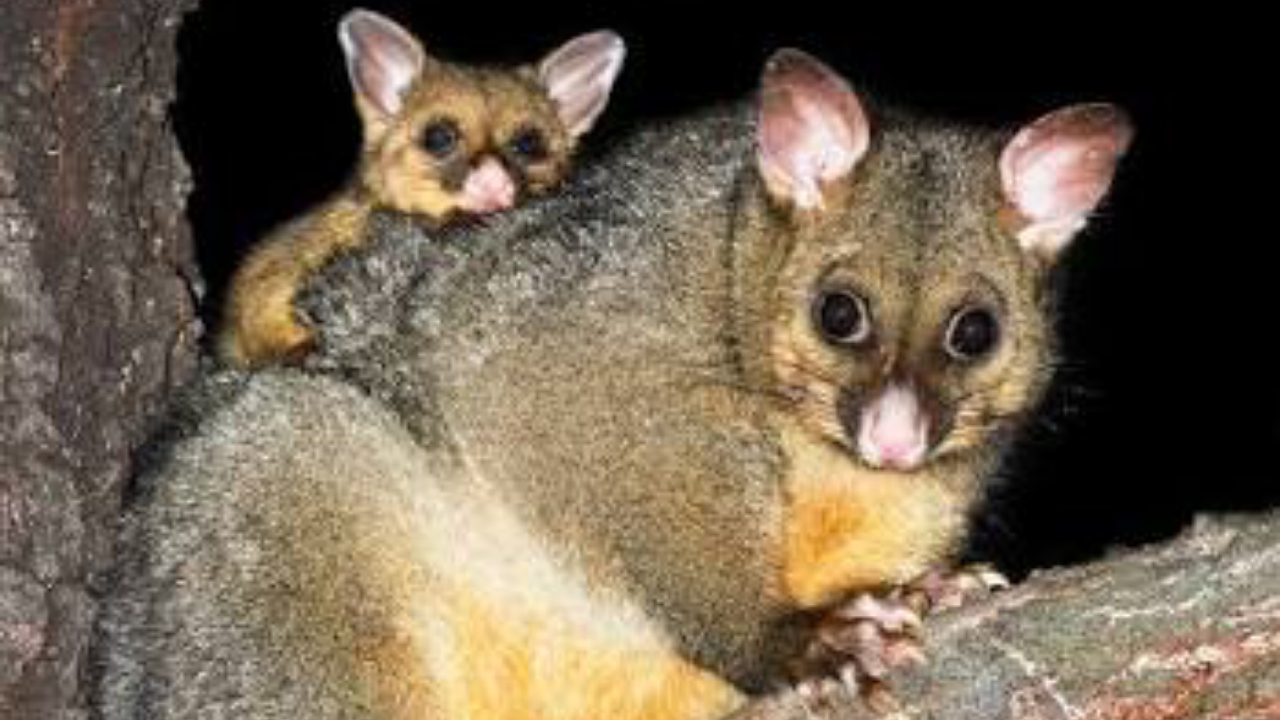 Possums - National News