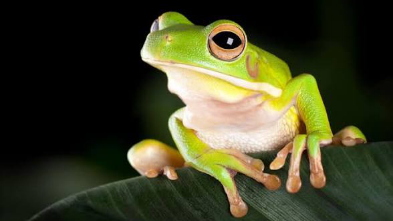 Green Tree Frog - National News
