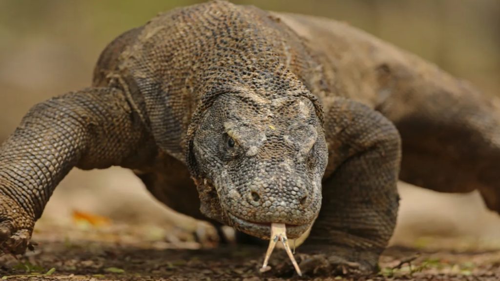 A Komodo dragon - National News