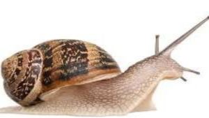 Snail - National News