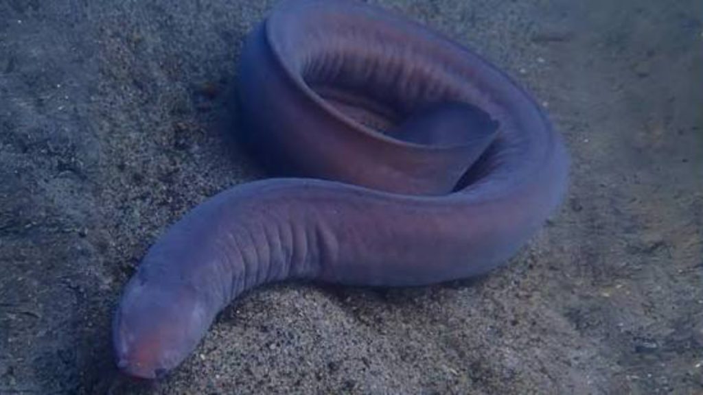 Hagfish - National News